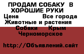 ПРОДАМ СОБАКУ  В ХОРОШИЕ РУКИ  › Цена ­ 4 000 - Все города Животные и растения » Собаки   . Крым,Черноморское